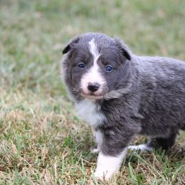 Slate girl - Blue female Border Collie puppy in Tylertown, Mississippi from Cool Meadow Farms