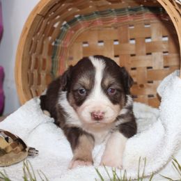 Willow - Red tri-color female Australian Shepherd puppy in Honey Brook, Pennsylvania from New Adventures Puppies