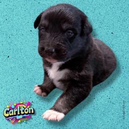CARLTON - Black Tri Male - Black tri-color male Australian Shepherd puppy in Gainesville, Texas from Lady Luck Aussies