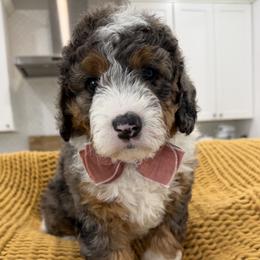 Theodore - Merle male Bernedoodle puppy in Herriman, Utah from Rose canyon doodles