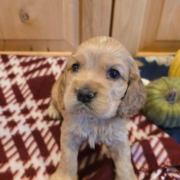 Dutch - Buff male Cocker Spaniel puppy in Platteville, Wisconsin from Elk Grove Cocker Spainels