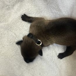 Black Collar - Male 2 - Fawn sable male Belgian Malinois puppy in Trenton, Georgia from Laeknir K9