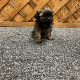 Boy 2 lighter brindle - Brindle male Shih Tzu puppy in Hibbing, Minnesota from Iron Range Shih Tzu and Puppies