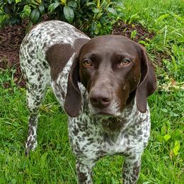 Jenni - German Shorthaired Pointer