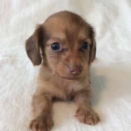 Montana (red) - Red male Dachshund puppy in Sebring, Florida from Mini Weenies