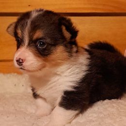 American Corgis and Pembroke Welsh Corgis from St. Lawrence Corgis