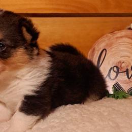 American Corgis and Pembroke Welsh Corgis from St. Lawrence Corgis
