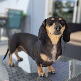 Jenny - Dachshund