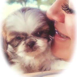 Shih Tzu Puppies from Shantii's Shih Tzu's