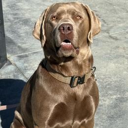 ZERO - Labrador Retriever