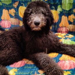 Prim - Black Sheepadoodle puppy in Austin, Texas from Darling Doodles