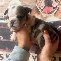 Roger - Fawn brindle and white male Bulldog puppy in Angelica, New York from Snapp Valley Bulldogs