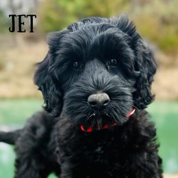 Jet - Black male Australian Labradoodle puppy in Hartshorne, Oklahoma from Jena Edmond