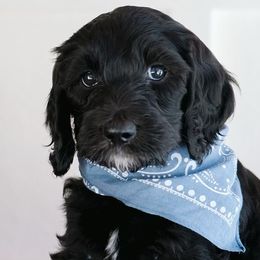 Goldendoodle Puppies from Penny Lou’s Doodles