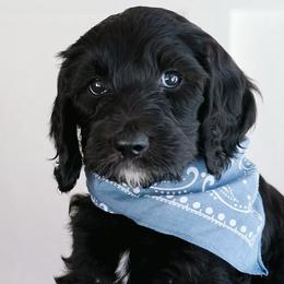 Goldendoodle Puppies from Penny Lou’s Doodles