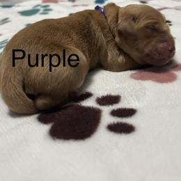 Purple - Dark golden female Golden Retriever puppy in Inverness, Florida from Sydney’s Goldens