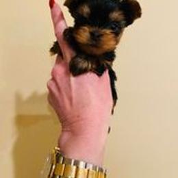 Yorkshire Terrier Puppies from Chikito's Yorkies