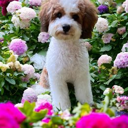 Cavapoo and Poodle All Grown Up from Bright Morning Star Pups