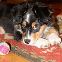Australian Shepherd Puppies from Harvest Moon Aussies