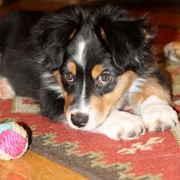 Australian Shepherd Puppies from Harvest Moon Aussies