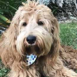 Assorted Doodle Crosses from Periwinkle Pups