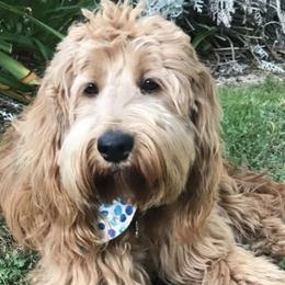 Assorted Doodle Crosses from Periwinkle Pups