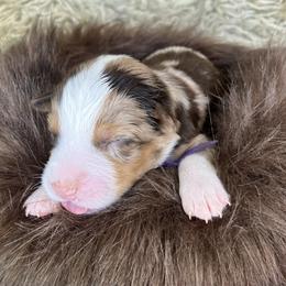 Ladybug- Dark Purple - Red merle female Australian Shepherd puppy in Newport, Rhode Island from Wildlings Australian Shepherds