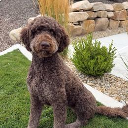 Coco - Bernedoodle