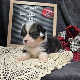 4 pink collar girl - Black and tan female Pembroke Welsh Corgi puppy in Harrisburg, Illinois from Parish Corgis