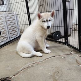 Siberian Husky Puppies from Spirit of the Moon Siberians