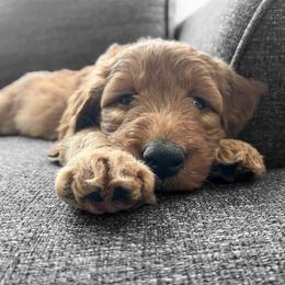 Goldendoodle Puppies from Doodifuldoods
