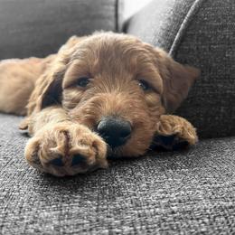 Goldendoodle Puppies from Doodifuldoods
