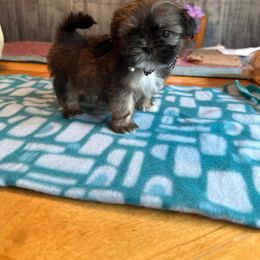 Shih Tzu Puppies from Diamond Paws LLC
