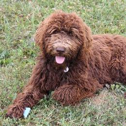 Bernedoodle, Goldendoodle, and Labradoodle Puppies from Apple Creek Doodles