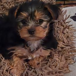 Birdie - Black and tan female Yorkshire Terrier puppy in Grafton, West Virginia from Gemstone Kennel