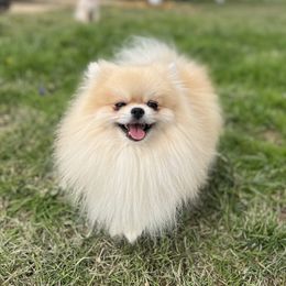 Dyno - Pomeranian