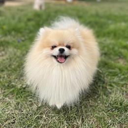 Dyno - Pomeranian