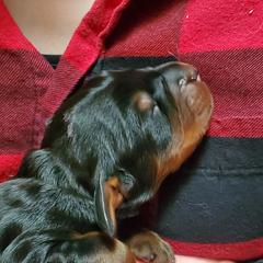 Boy 1 - Black and tan male Gordon Setter puppy in Florida from Katherine's Golden Retrievers, Gordon Setters, and English Setters