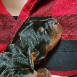 Boy 1 - Black and tan male Gordon Setter puppy in Florida from Katherine's Golden Retrievers, Gordon Setters, and English Setters