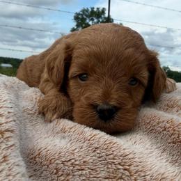 Girl 2 - Red female Cavapoo puppy in Wesson, Mississippi from Southern Country Doodles