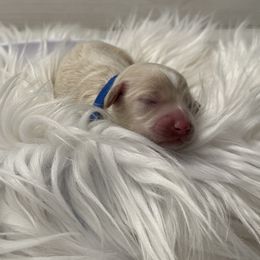 Cockapoo Puppies from Lucy Trevino-Garibay