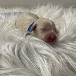 Cockapoo Puppies from Lucy Trevino-Garibay