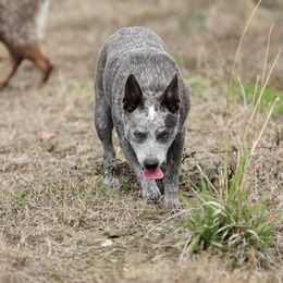 Ellie - Australian Cattle Dog