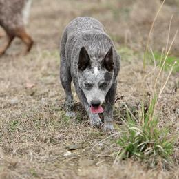 Ellie - Australian Cattle Dog