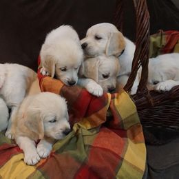 Golden Retriever Puppies from Golden Pond Retrievers