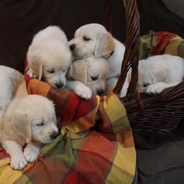 Golden Retriever Puppies from Golden Pond Retrievers
