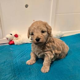 Remi - Cream male Maltipoo puppy in Nokomis, Florida from Sunset Farm Florida