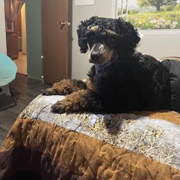 Aussiedoodle Puppies from Windbush