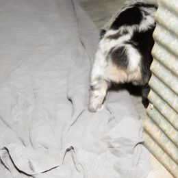 Australian Shepherd Puppies from 4 Aces Aussies