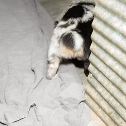 Australian Shepherd Puppies from 4 Aces Aussies